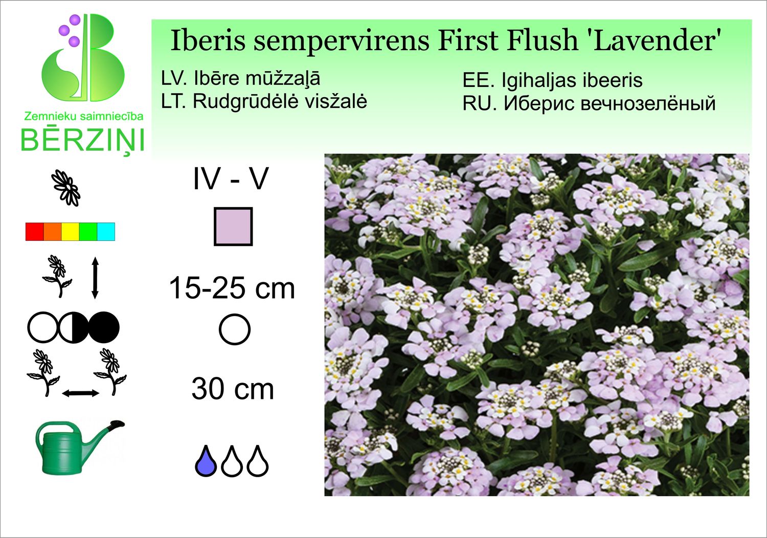 Iberis sempervirens First Flush 'Lavender', ibēre mūžzaļā
