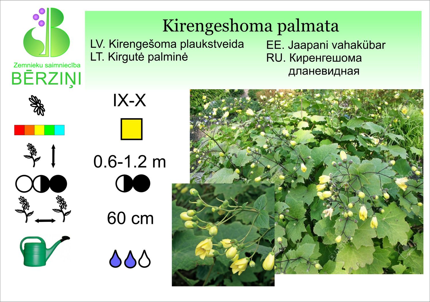 Kirengeshoma palmata, kirengešoma plaukstveida