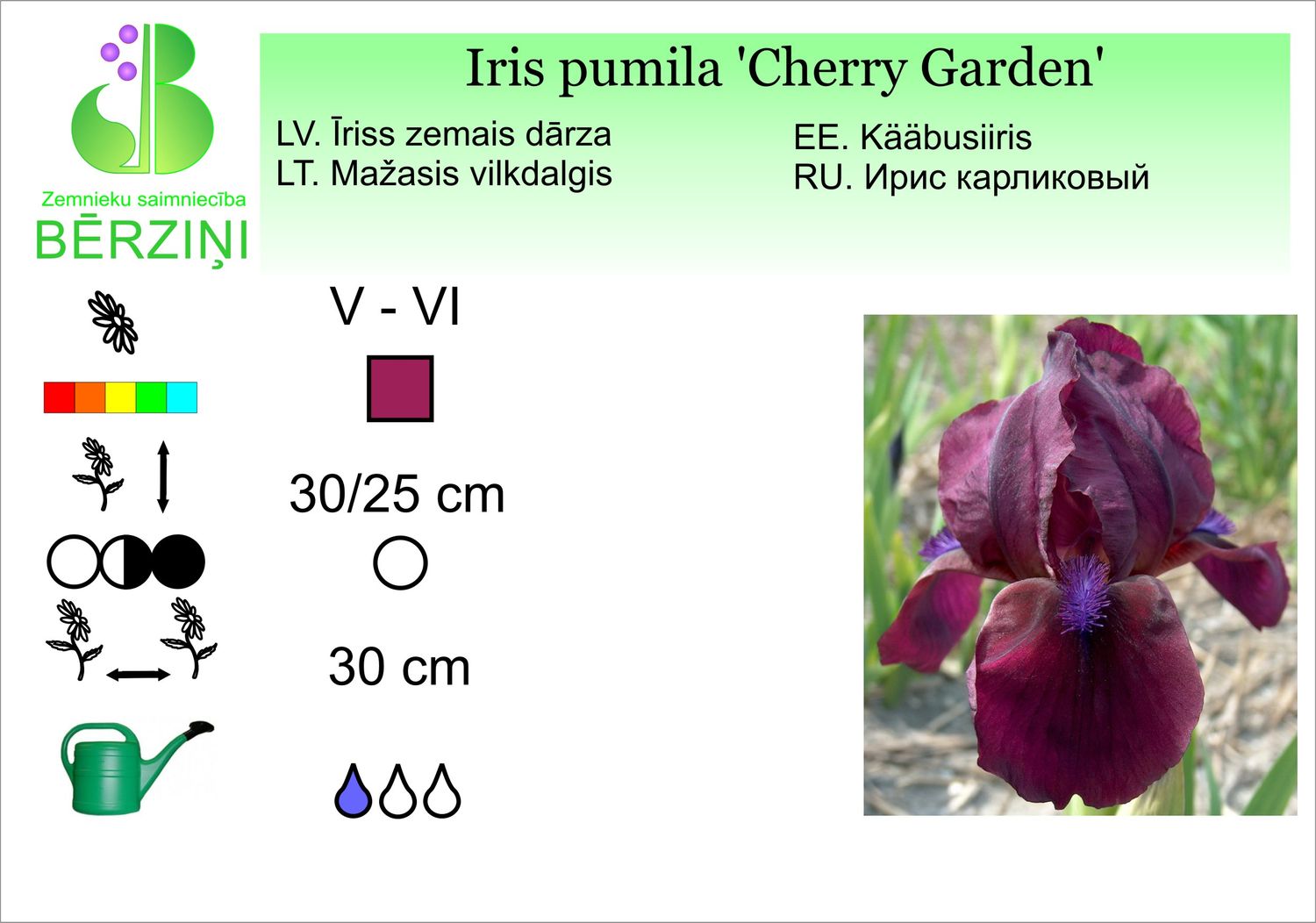 Iris pumila 'Cherry Garden', īriss zemais dārza