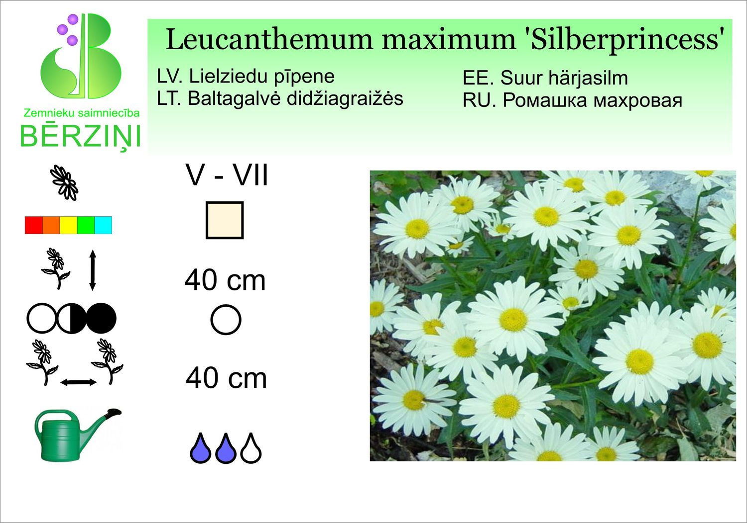 Leucanthemum superbum 'Silberprinzesschen', pīpene lielziedu