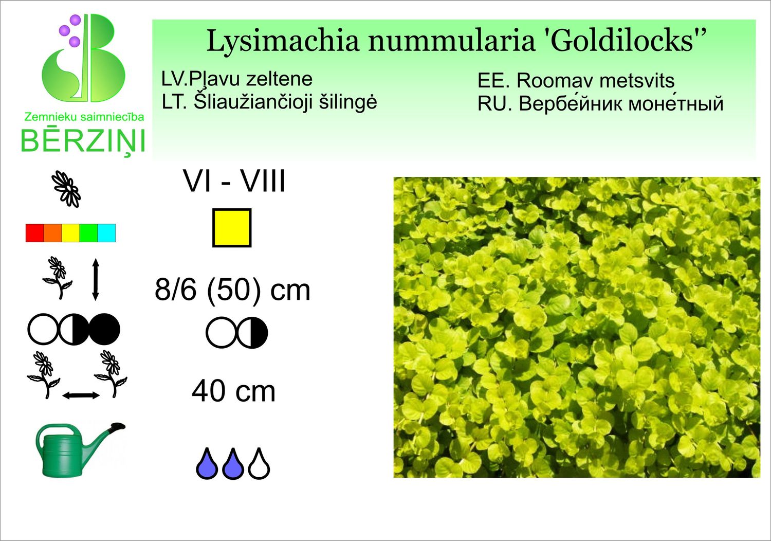 Lysimachia nummularia 'Goldilocks', zeltene pļavu