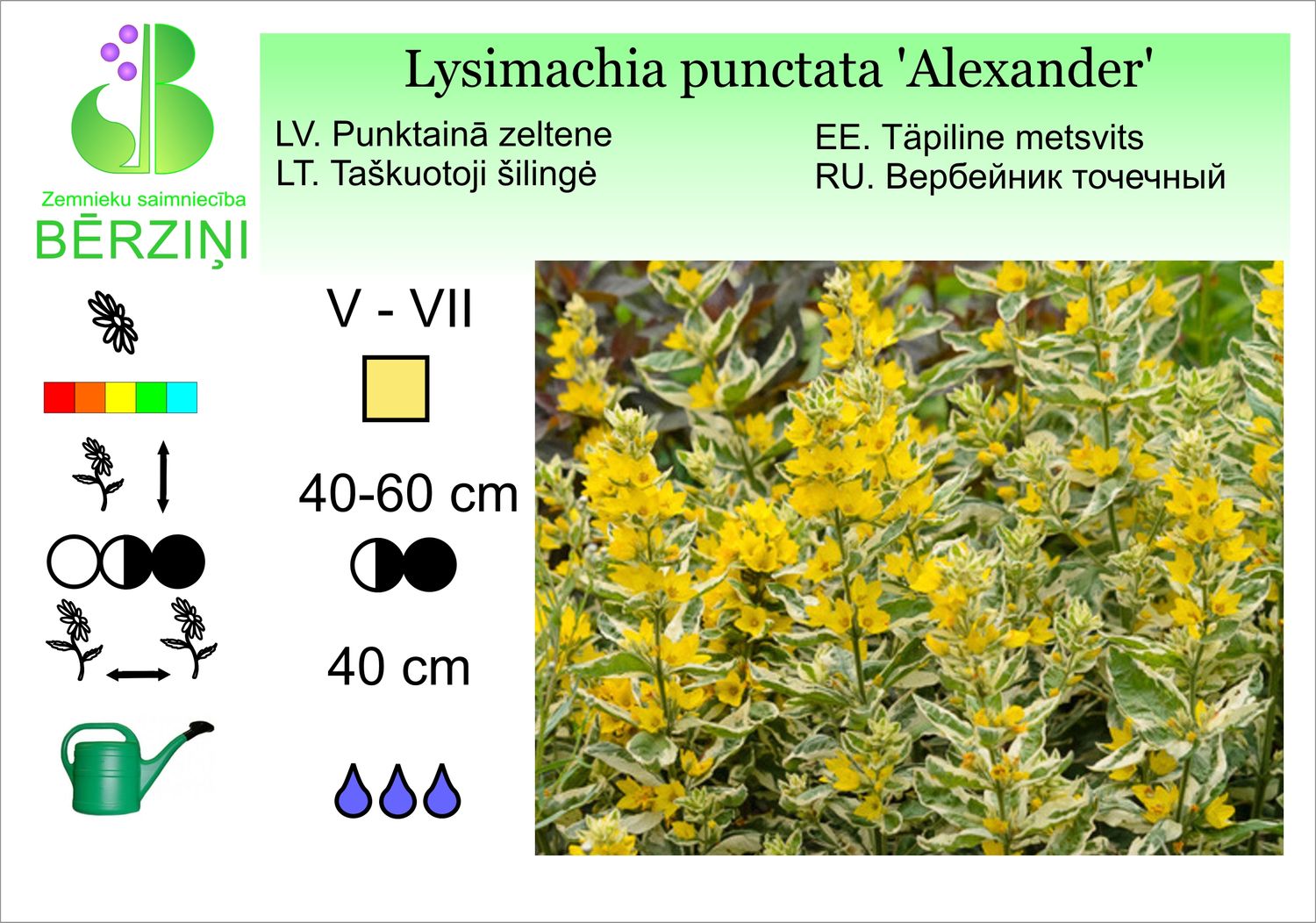 Lysimachia punctata 'Alexander', zeltene, punktainā