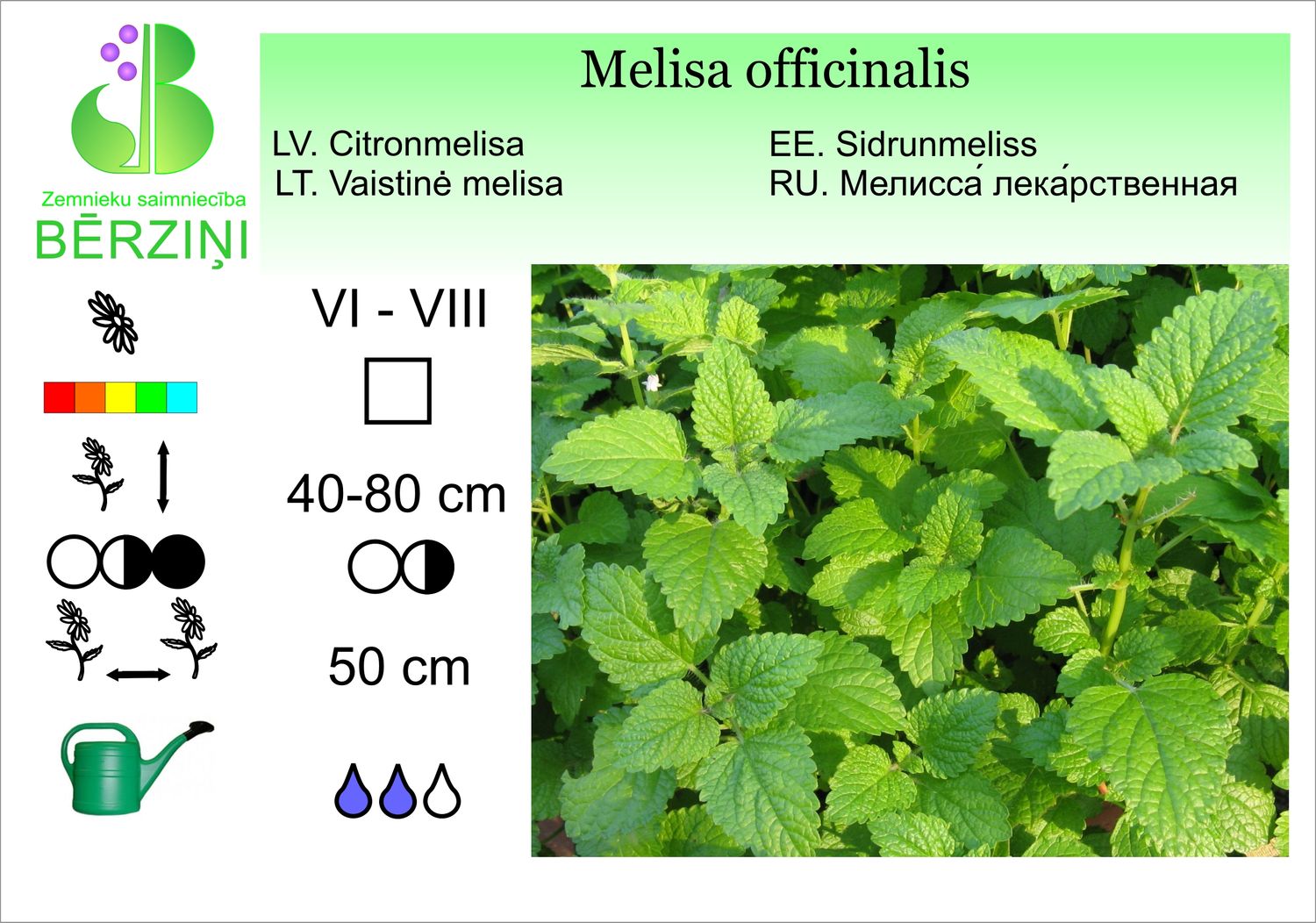 Melissa officinalis, melisa, ārstniecības