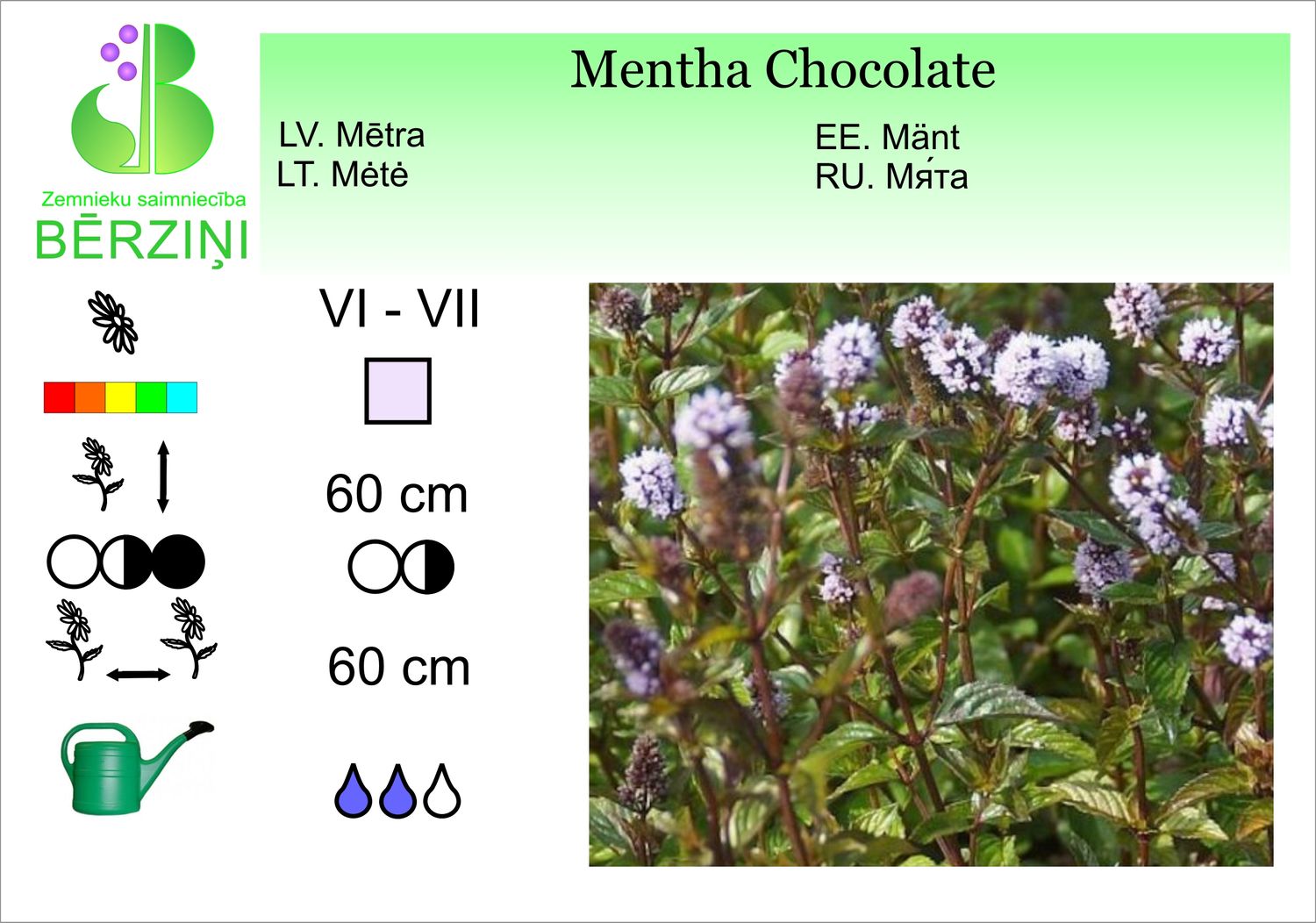 Mentha citrata 'Chocolate', mētra