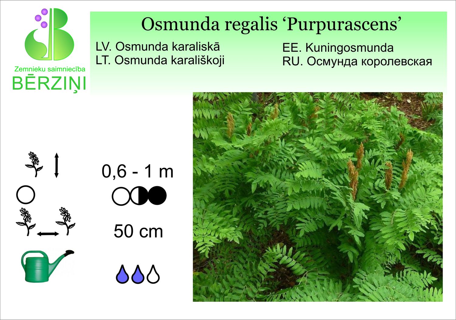 Osmunda regalis 'Purpurascens', osmunda, karaliskā
