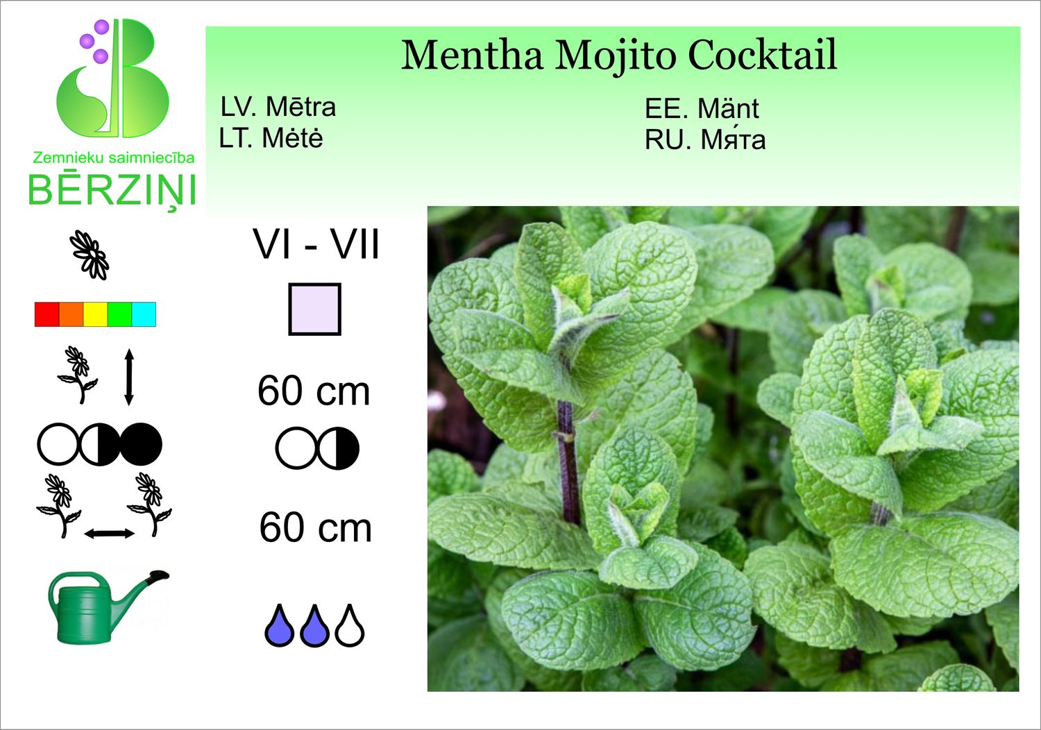 Mentha 'Mojito Coctail', mētra