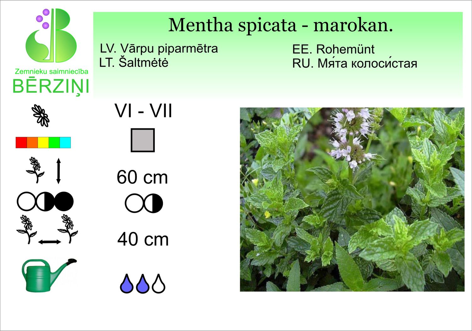 Mentha spicata 'Marocaine', mētra