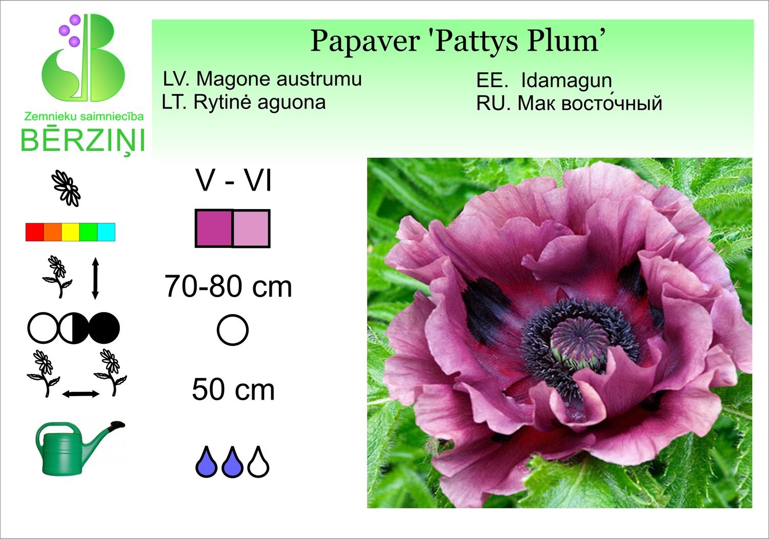Papaver 'Pattys Plum', Magone Austrumu