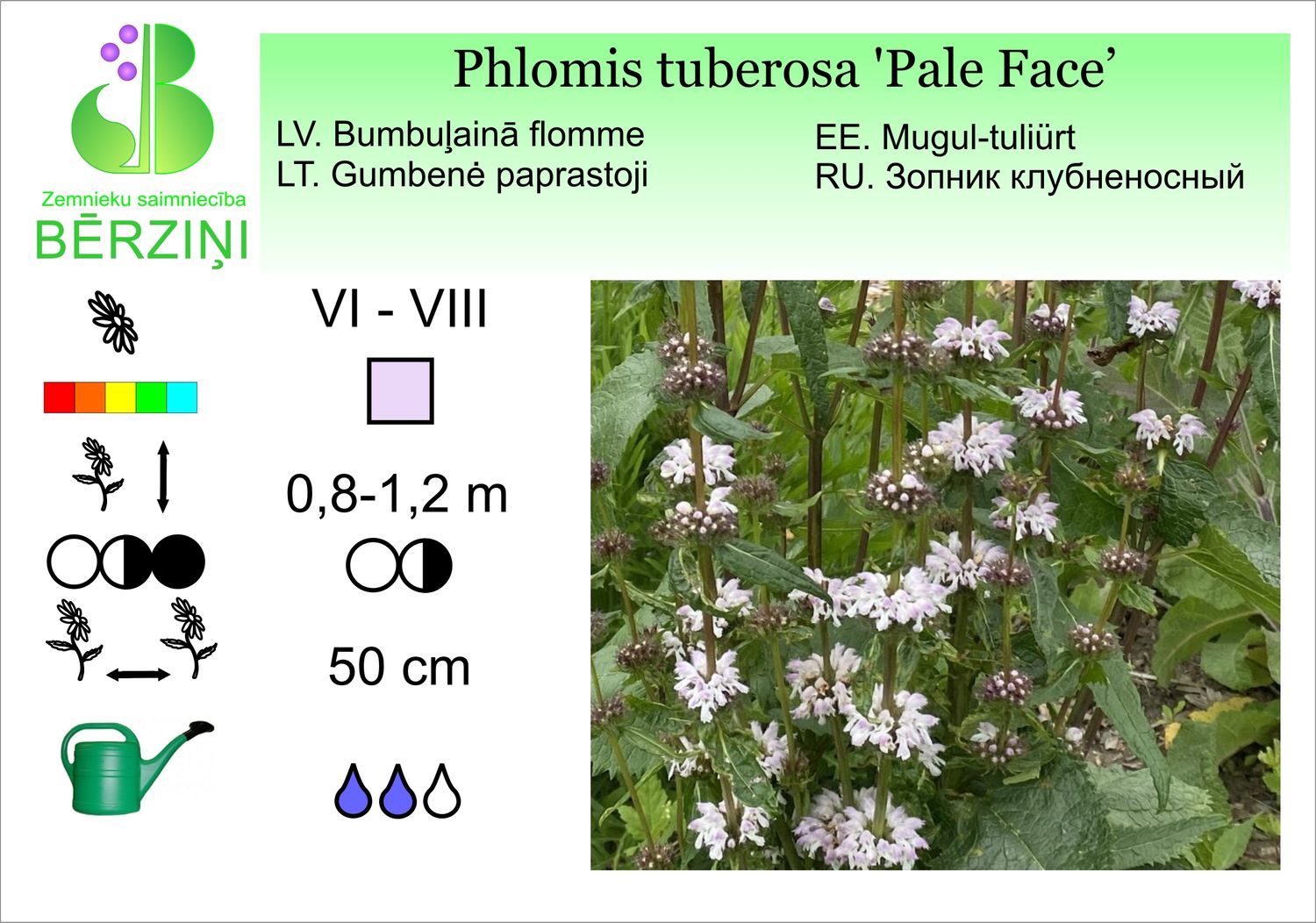 Phlomis tuberosa 'Pale Face', flome bumbuļainā