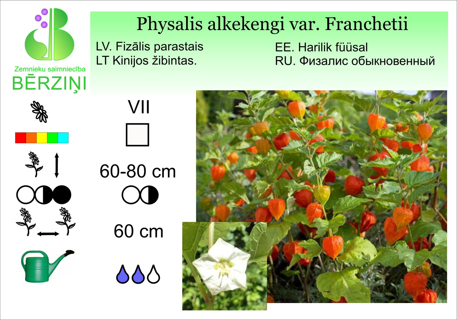 Physalis alkekengi var. Franchetii, fizālis, parastais