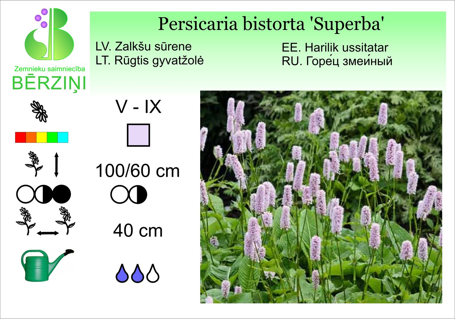 Persicaria bistorta 'Superba', Sūrene