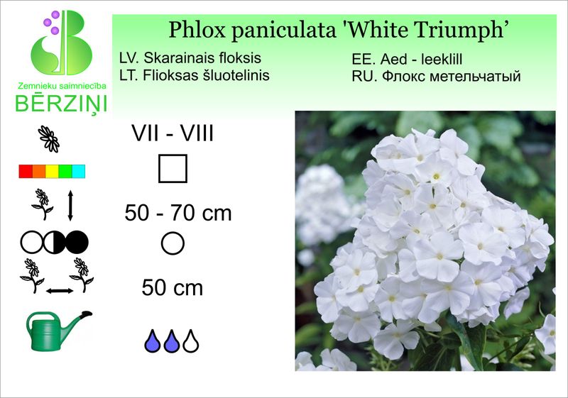 Phlox paniculata 'White Triumphator', Floksis