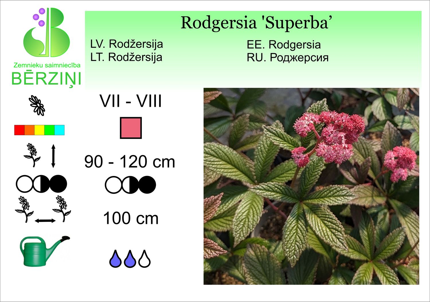 Rodgersia 'Superba', Rodžersija
