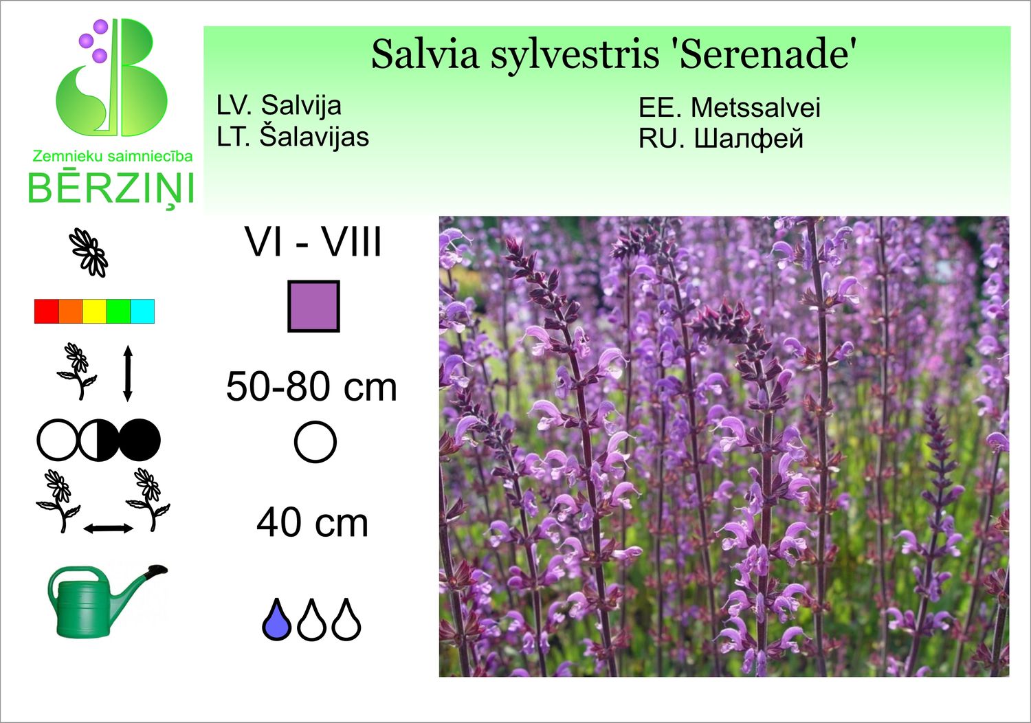 Salvia sylvestris 'Serenade', salvija meža