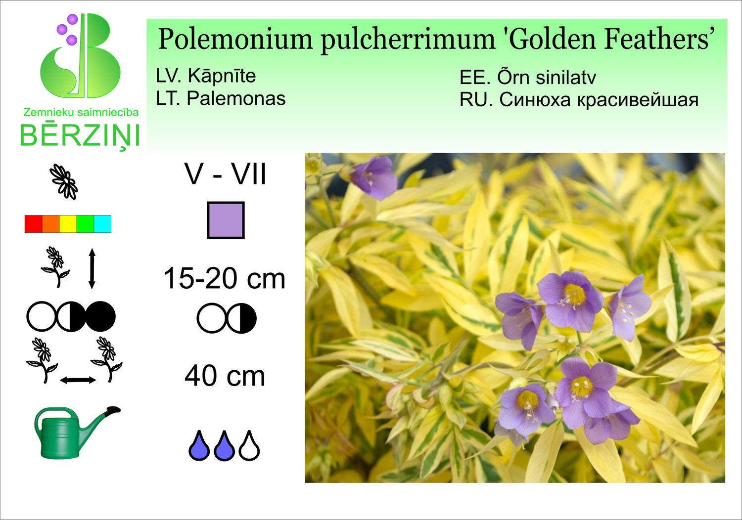 Polemonium pulcherrimum 'Golden Feathers', kāpnīte