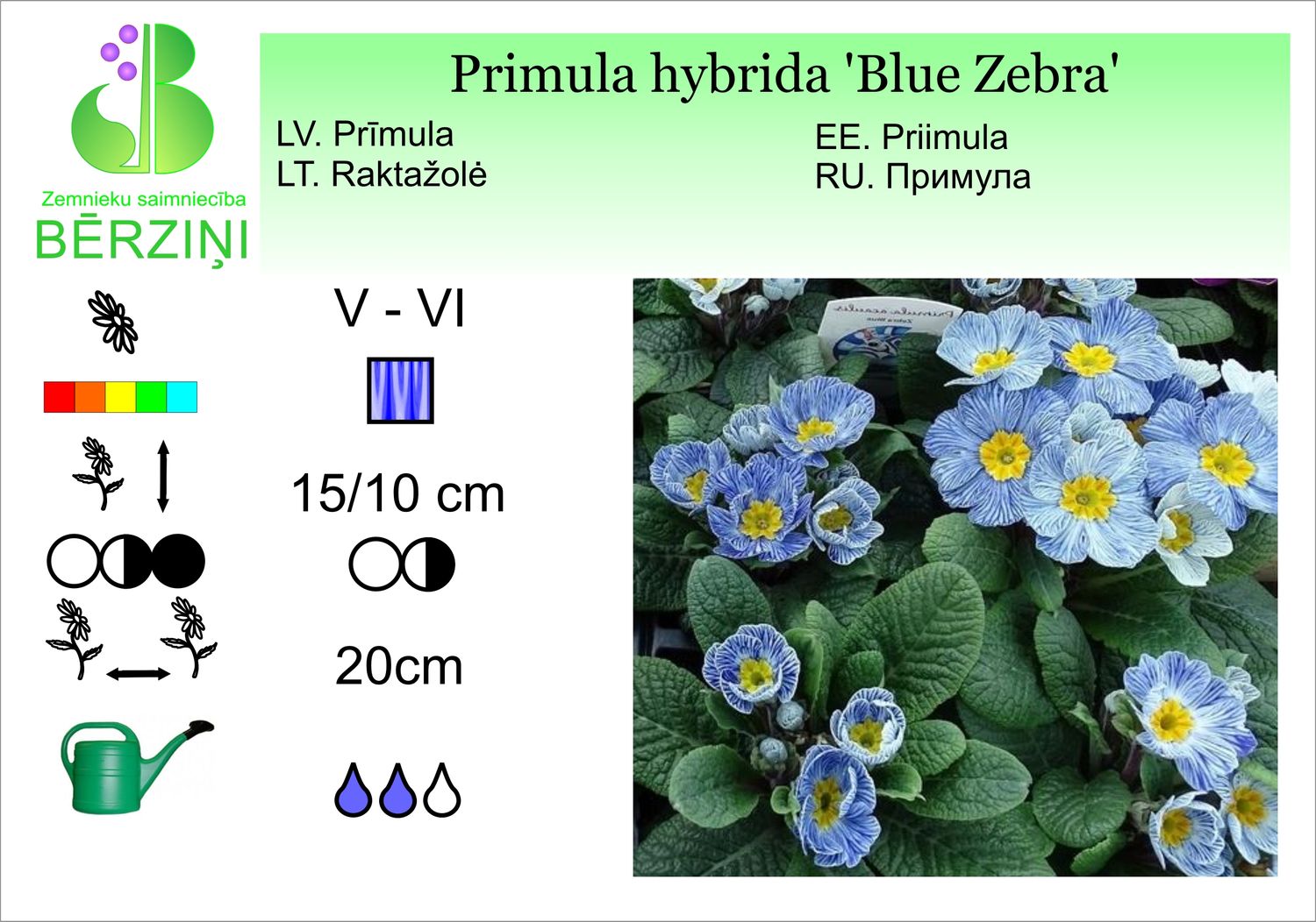 Primula hybrida 'Blue Zebra', prīmula bezstumbra