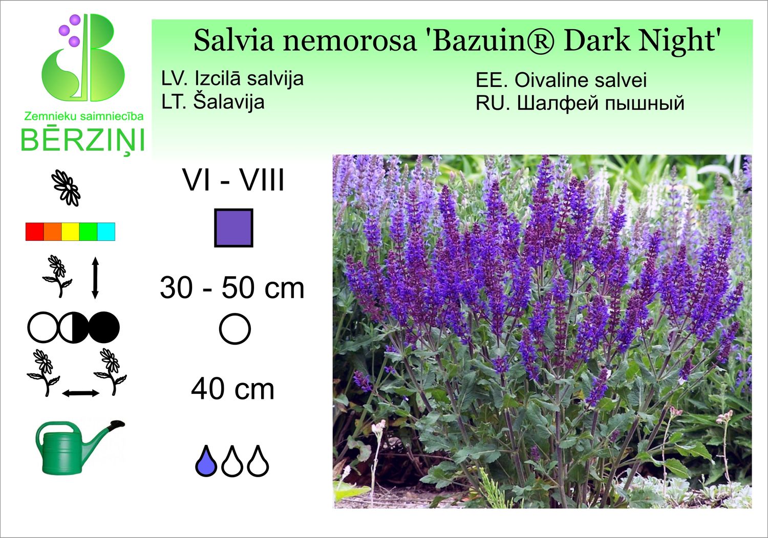Salvia nemorosa 'Bazuin® Dark Night', salvija, birztalu