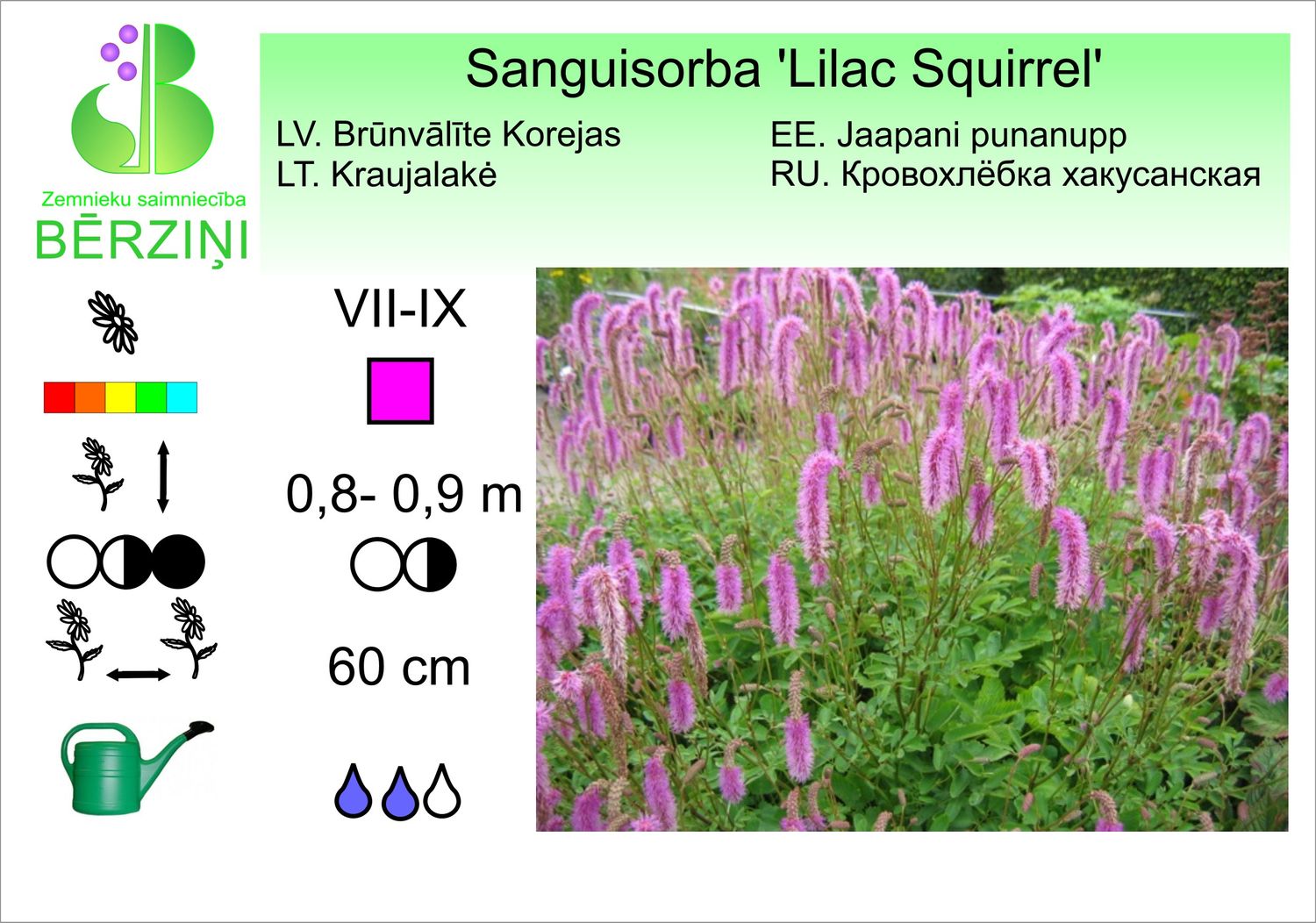 Sanguisorba hakusanensis 'Lilac Squirrel', brūnvālīte Korejas