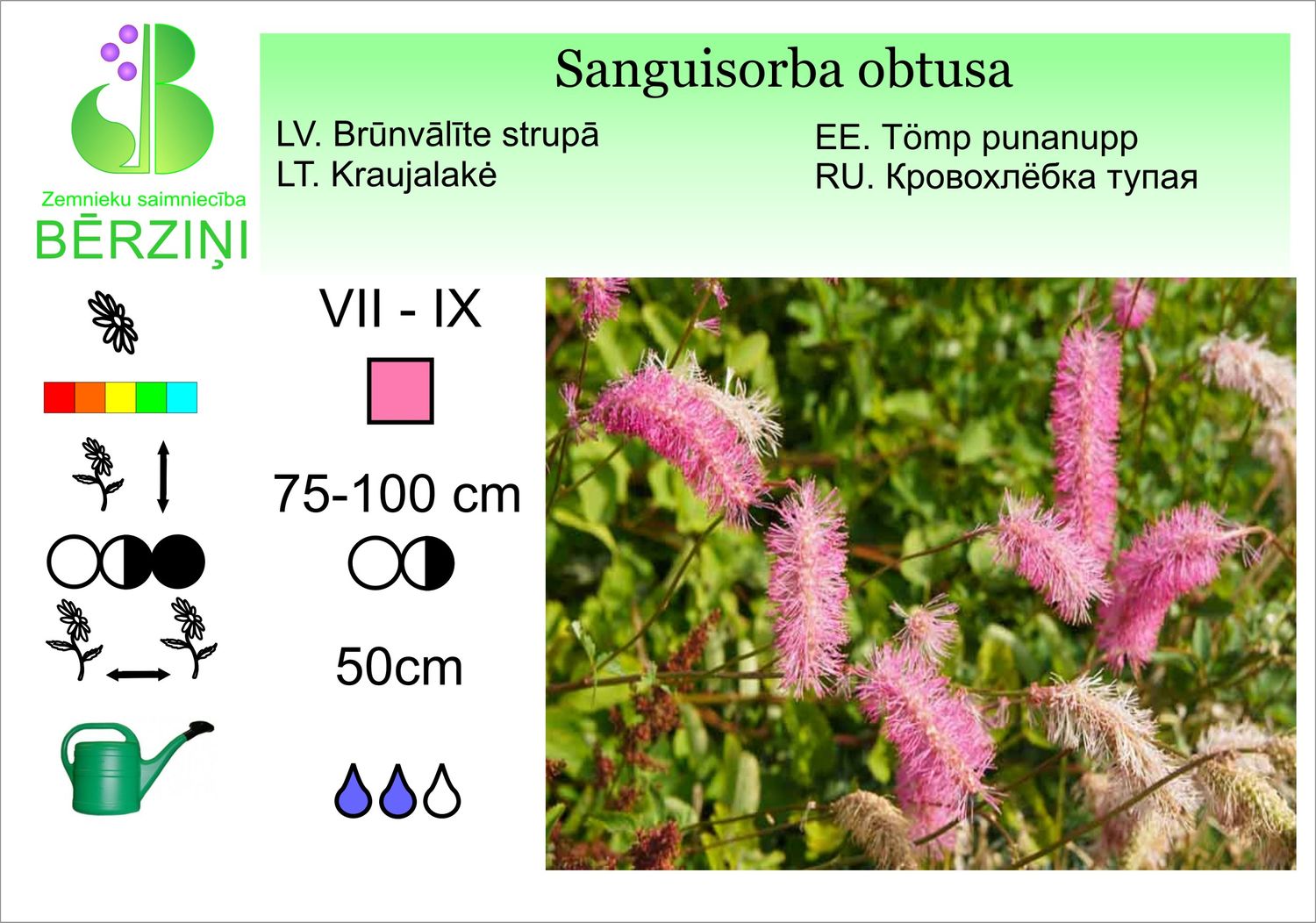 Sanguisorba obtusa, brūnvālīte strupā