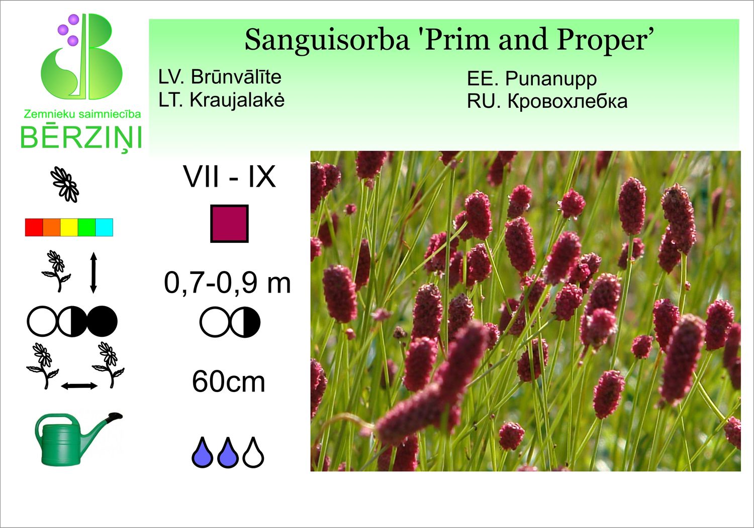 Sanguisorba 'Prim and Proper', brūnvālīte