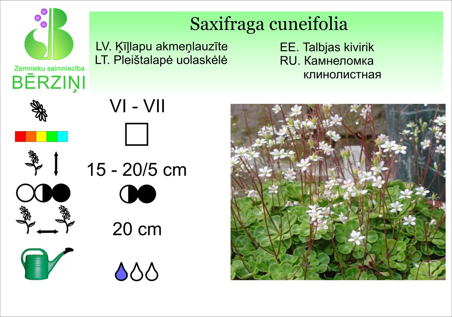 Saxifraga cuneifolia, akmeņlauzīte ķīļlapu