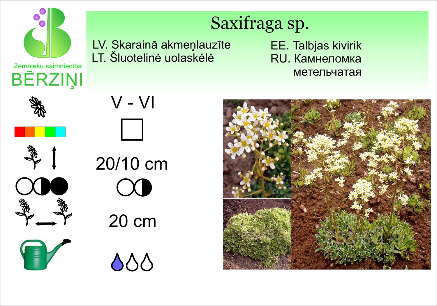 Saxifraga paniculata sp, Akmeņlauzīte