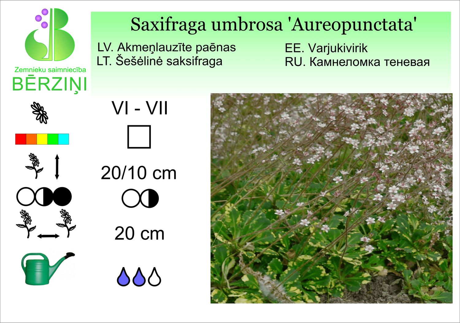 Saxifraga umbrosa 'Aureopunctata', Akmeņlauzīte