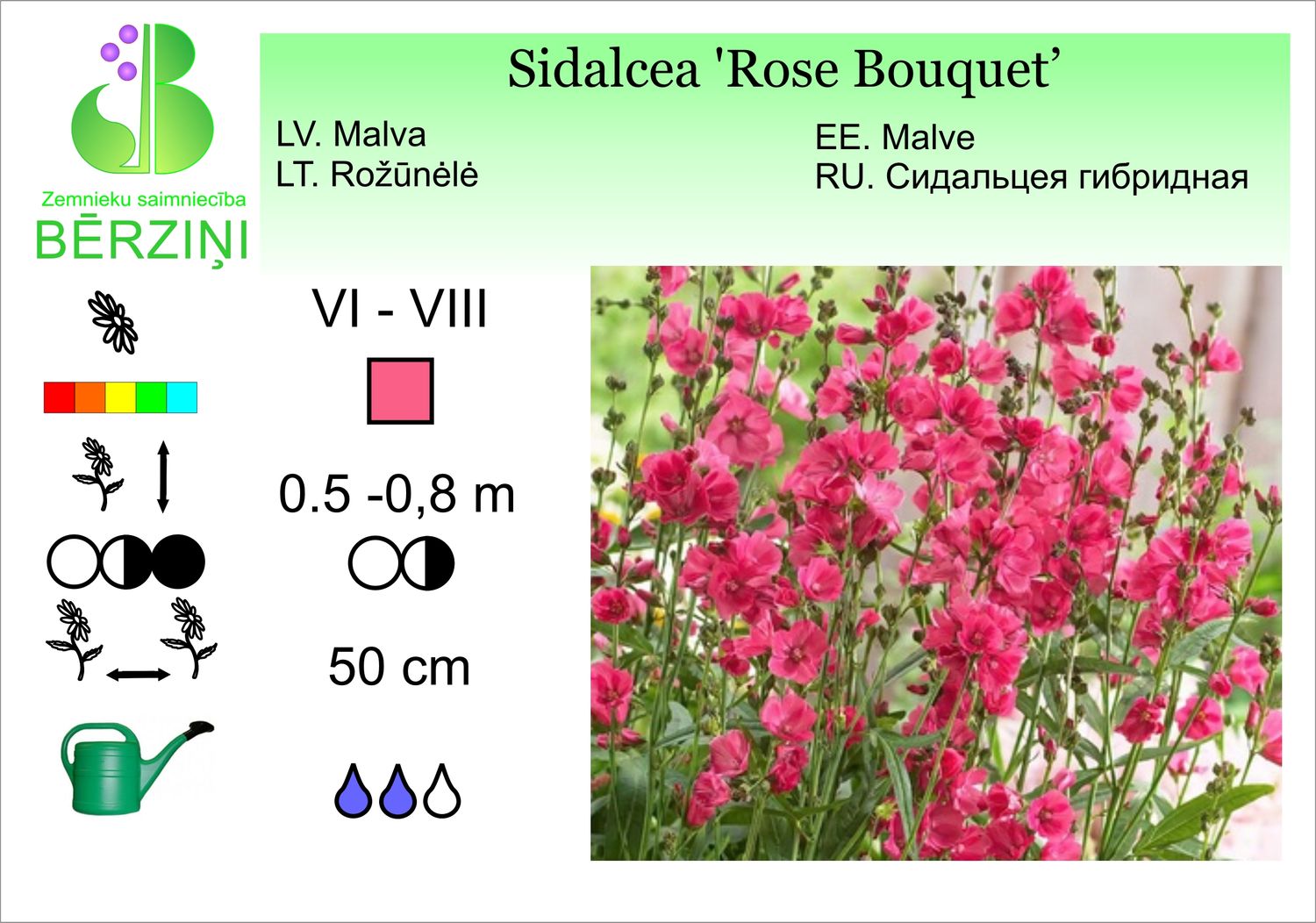 Sidalcea 'Rose Bouquet', sidalceja