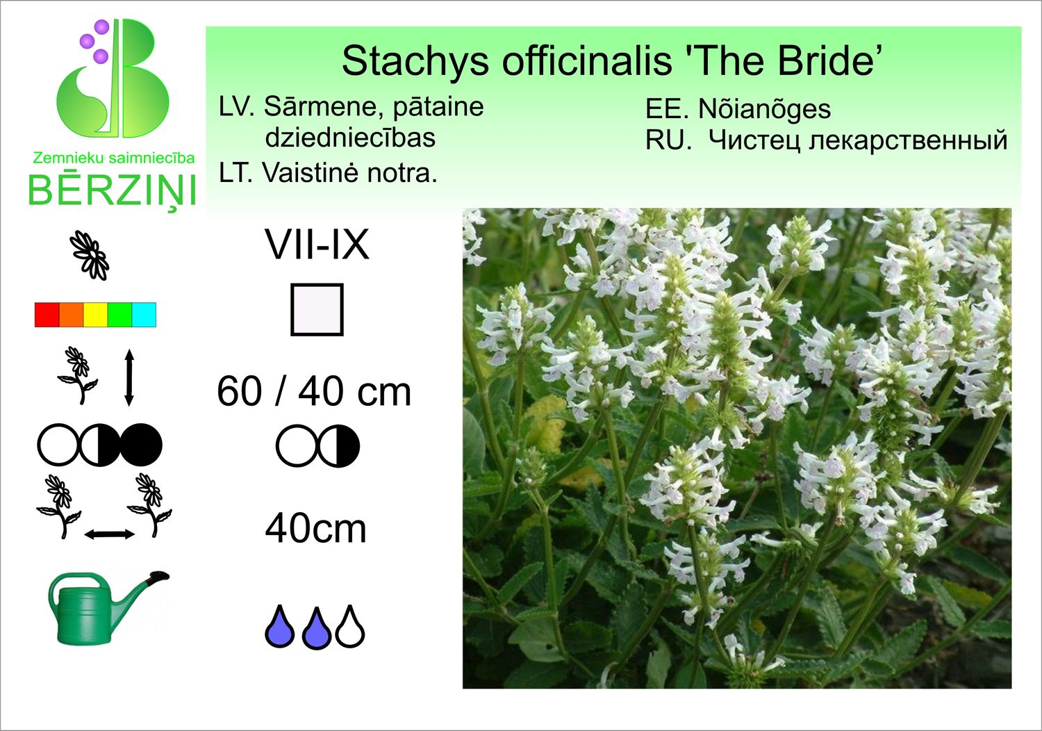 Stachys officinalis 'The Bride', pātaine, sārmene dziedniecības