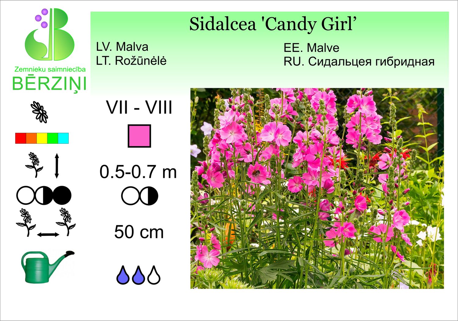Sidalcea 'Candy Girl', sidalceja