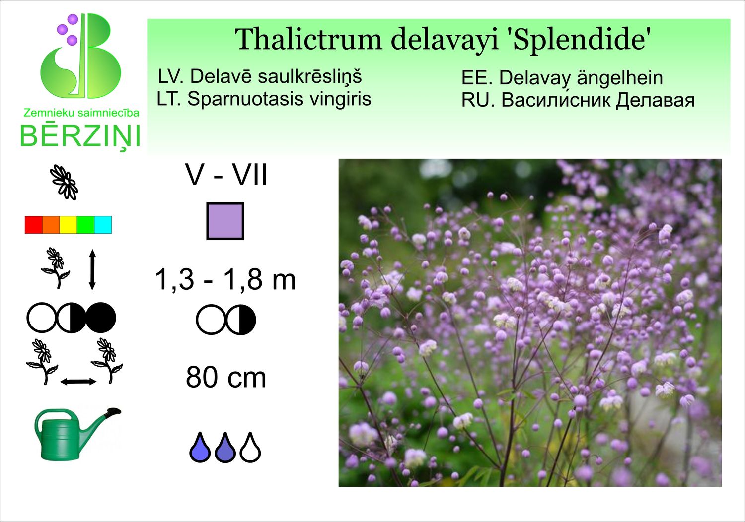 Thalictrum 'Splendide', Sauleskrēsliņš