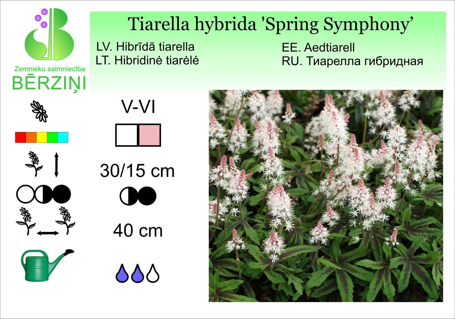 Tiarella hybrida 'Spring Symphony', tiarella hibrīdā