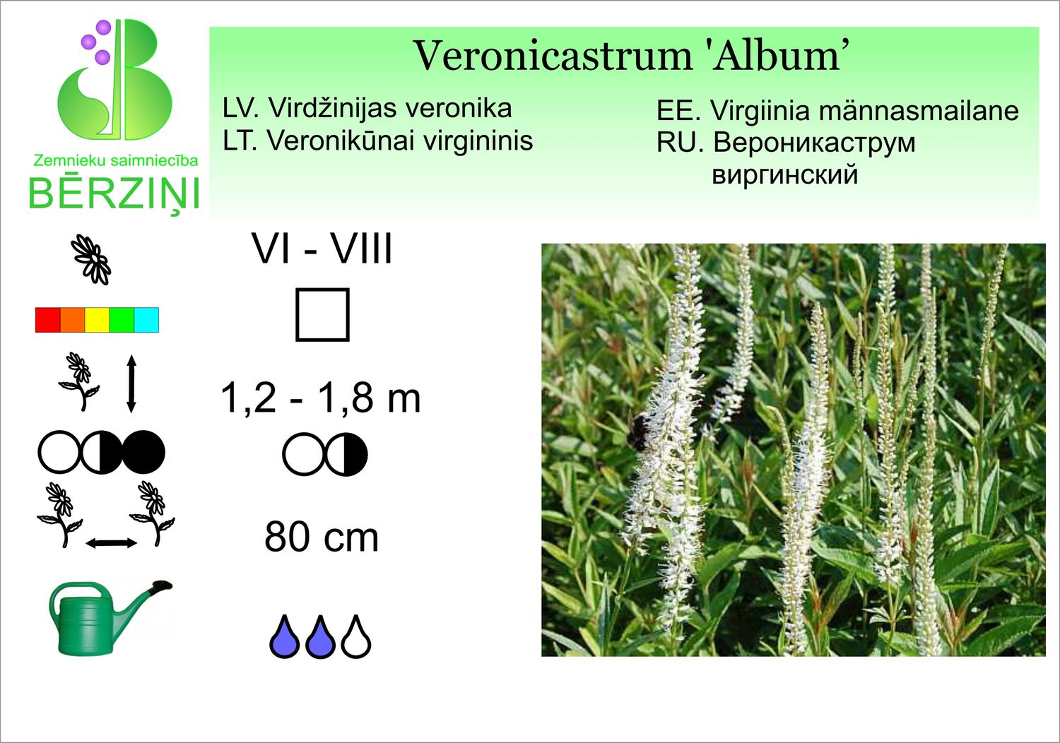 Veronicastrum virginicum 'Album', Veronika
