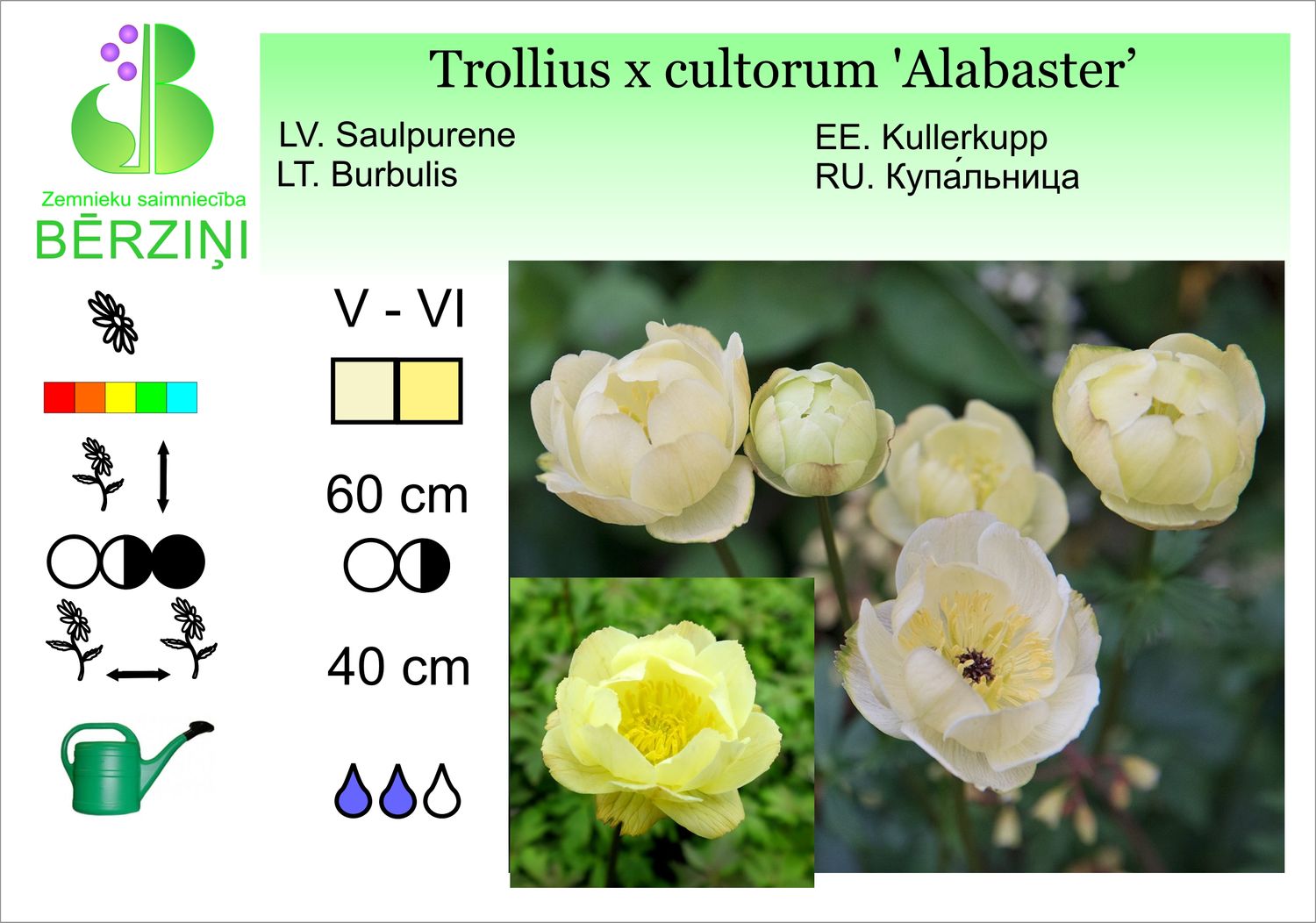 Trollius x cultorum 'Alabaster', saulpurene