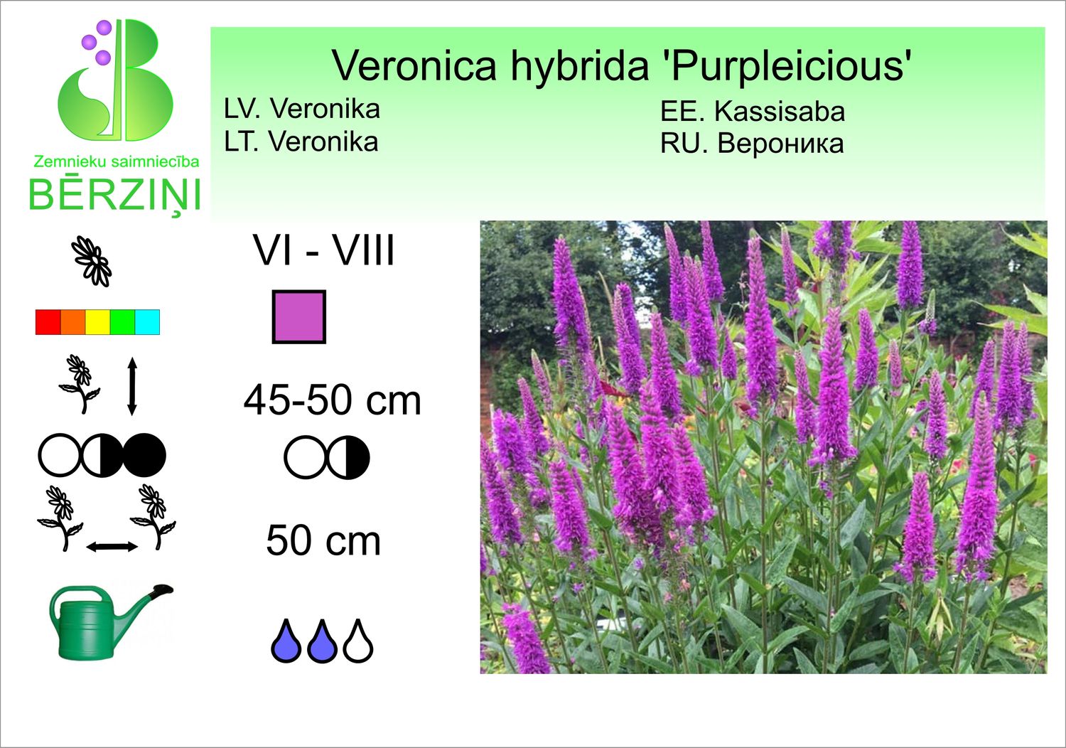 Veronica hybrida 'Purpleicious', veronika, hibrīdā
