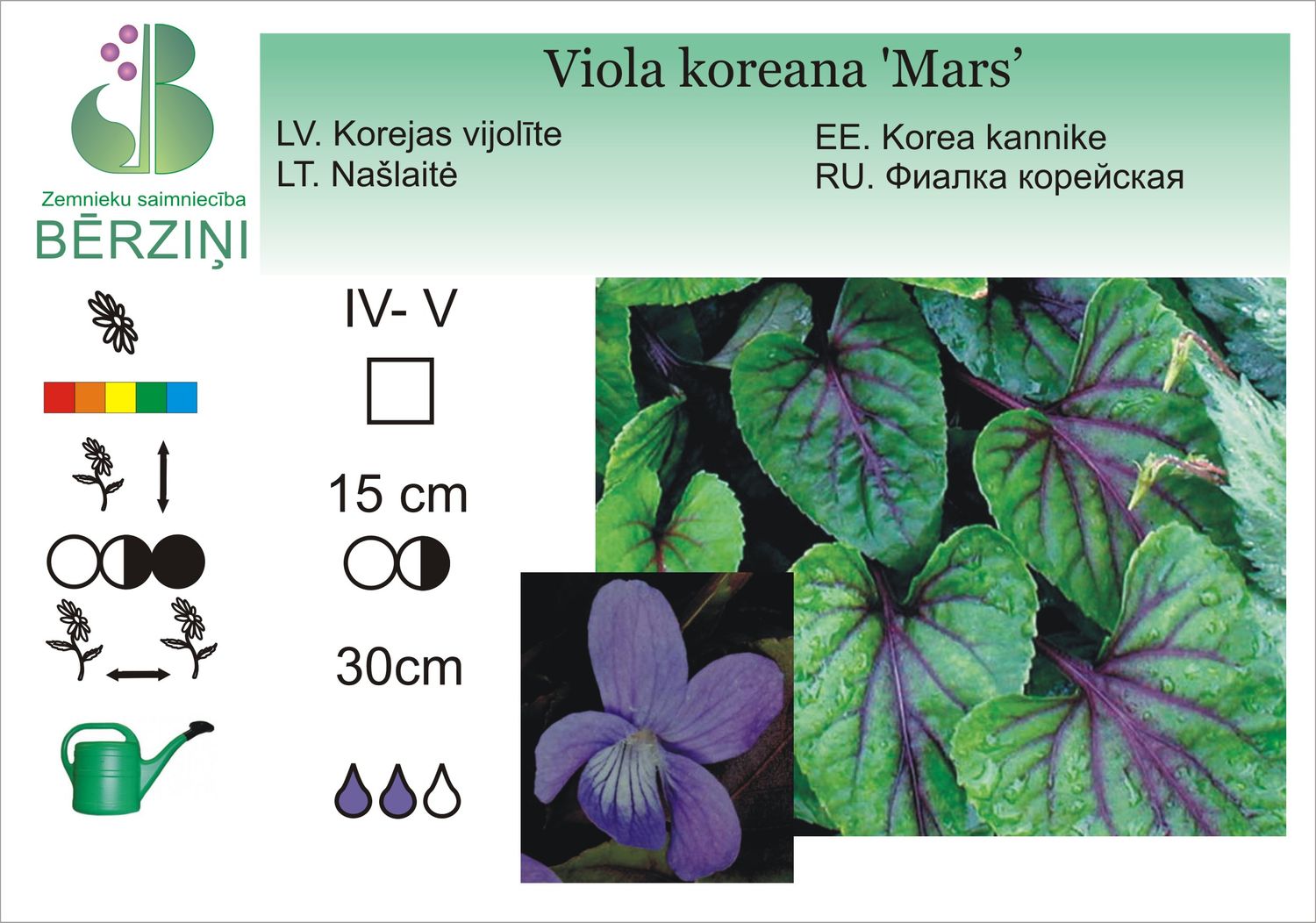 Viola koreana 'Mars', vijolīte Korejas
