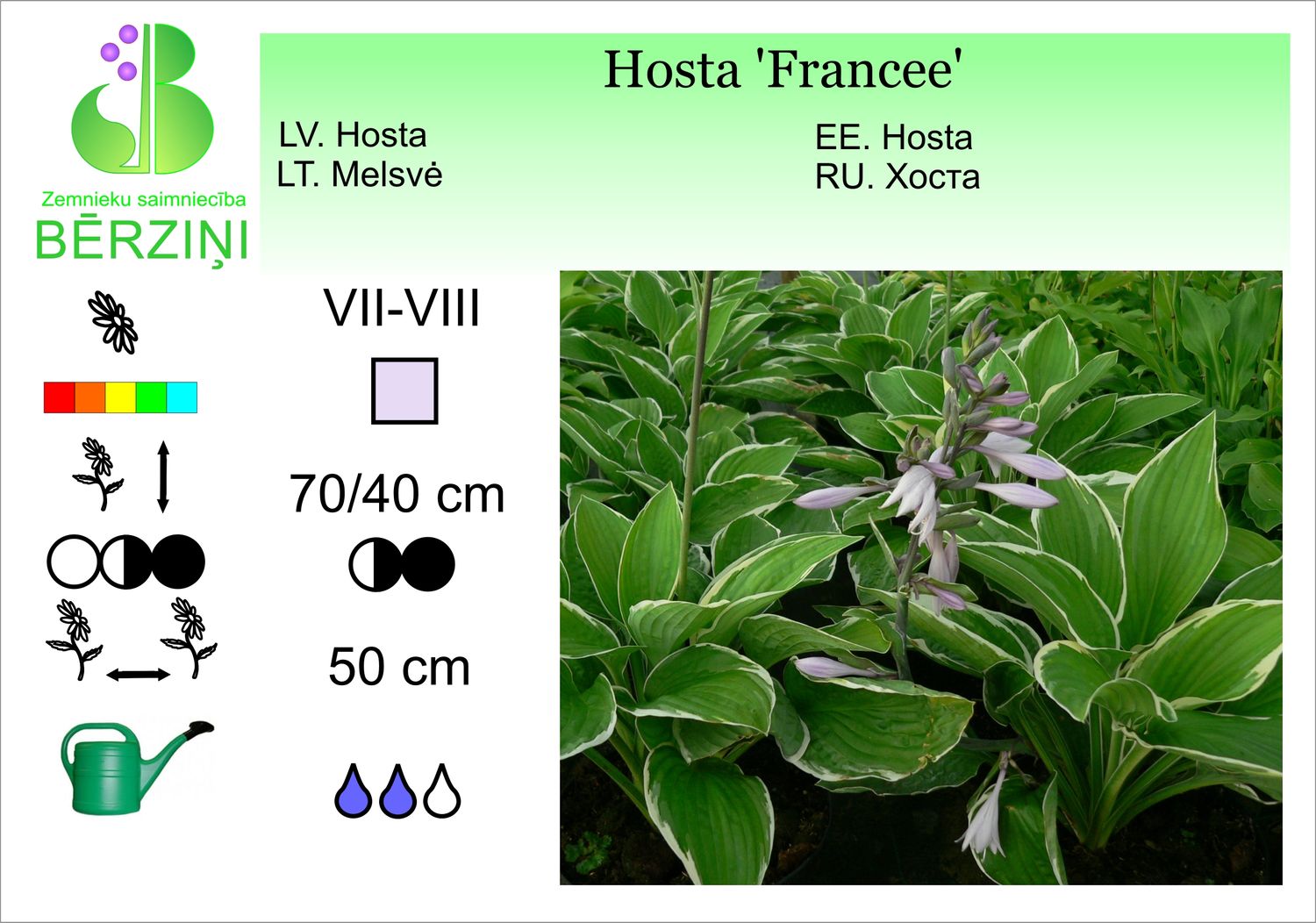 Hosta 'Francee', Hosta