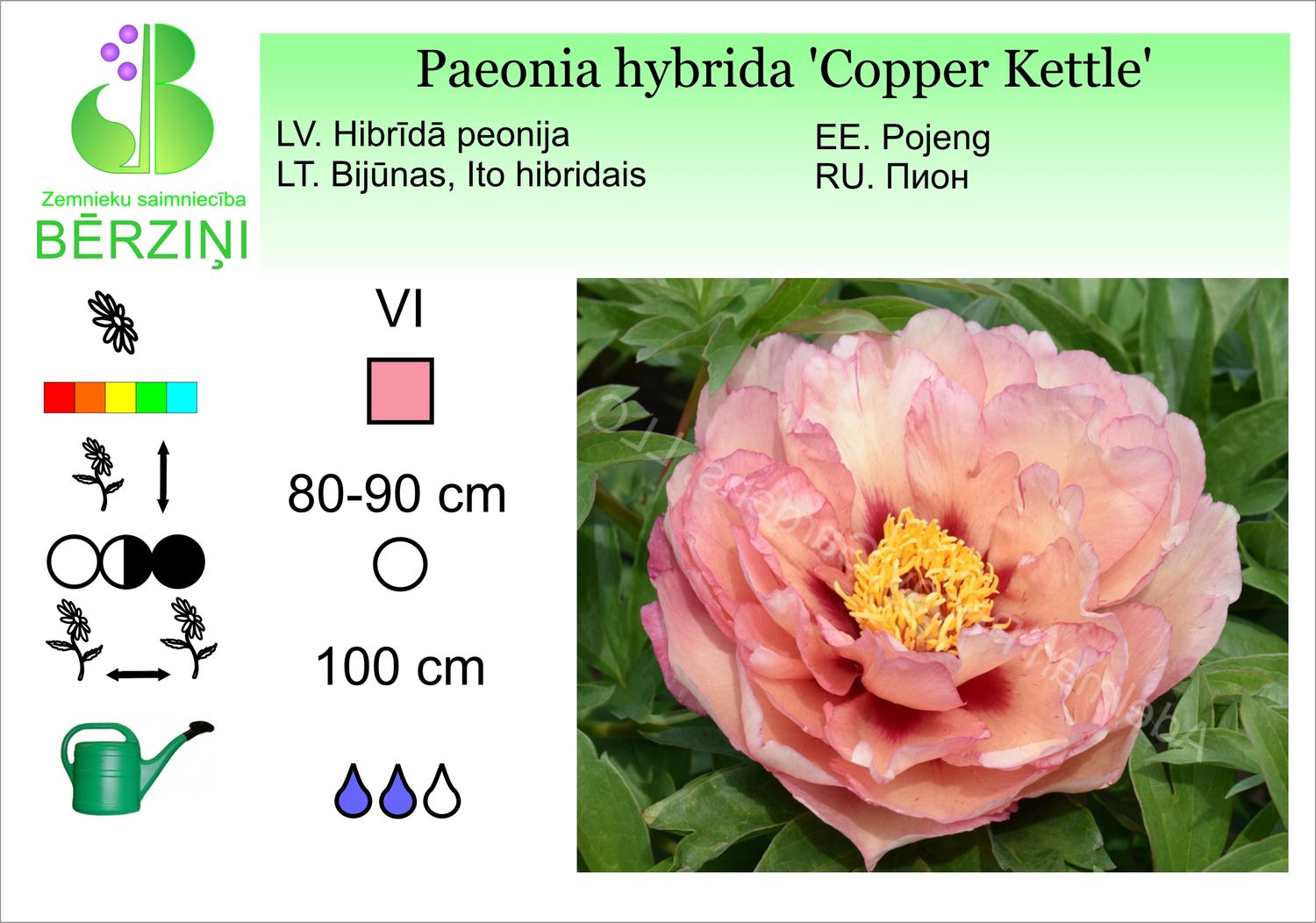 Paeonia hybrida 'Copper Kettle', peonija hibrīdā