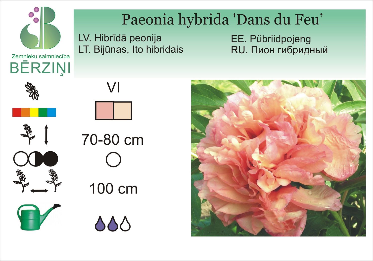 Paeonia hybrida 'Dans du Feu'