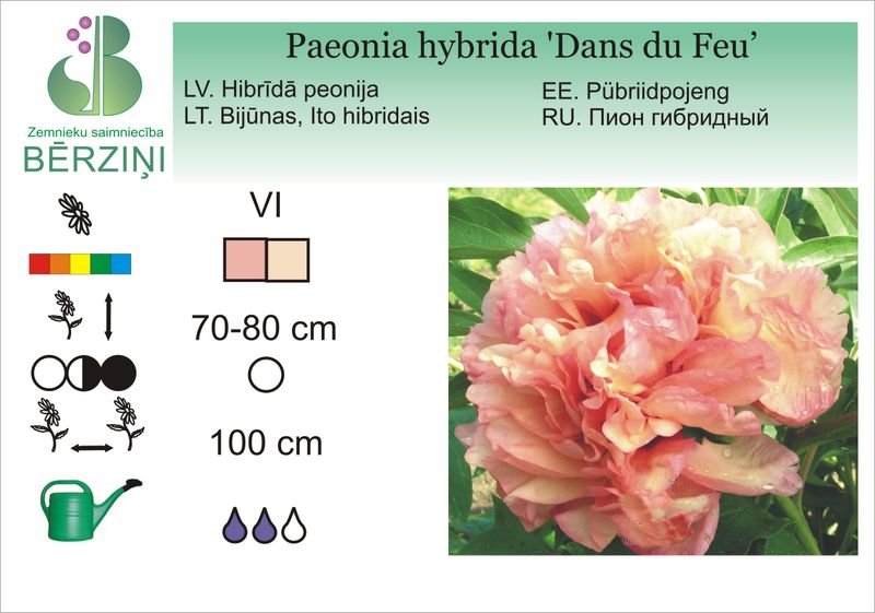 Paeonia hybrida 'Dans du Feu'