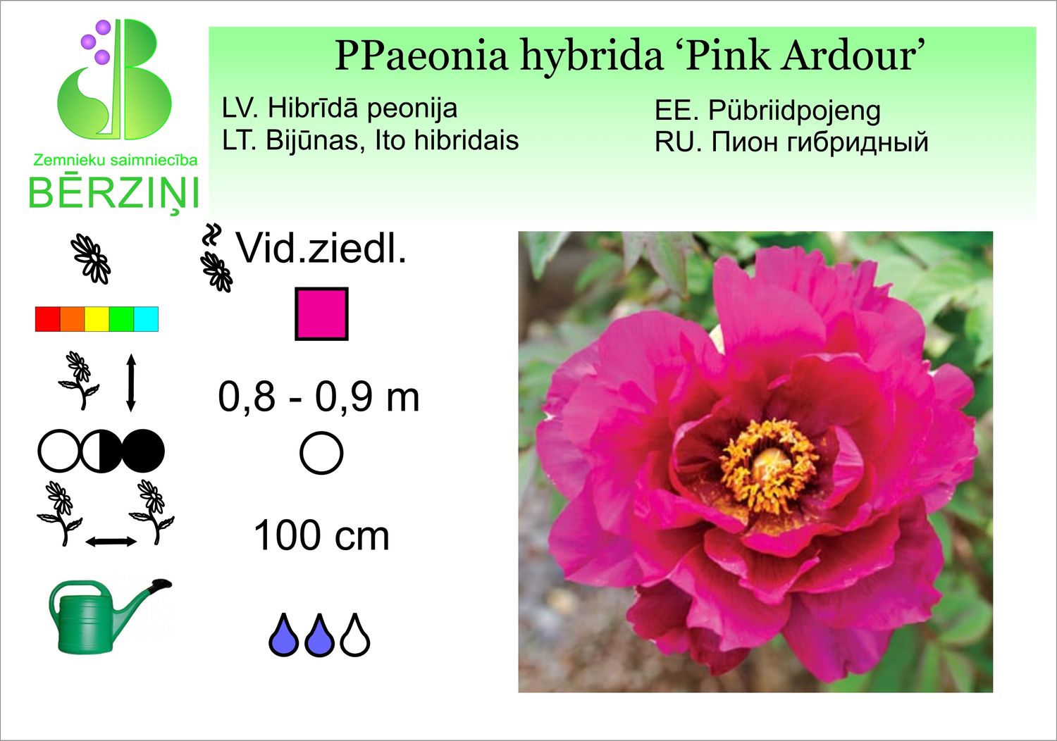 Paeonia hybrida 'Pink Ardour', peonija hibrīdā