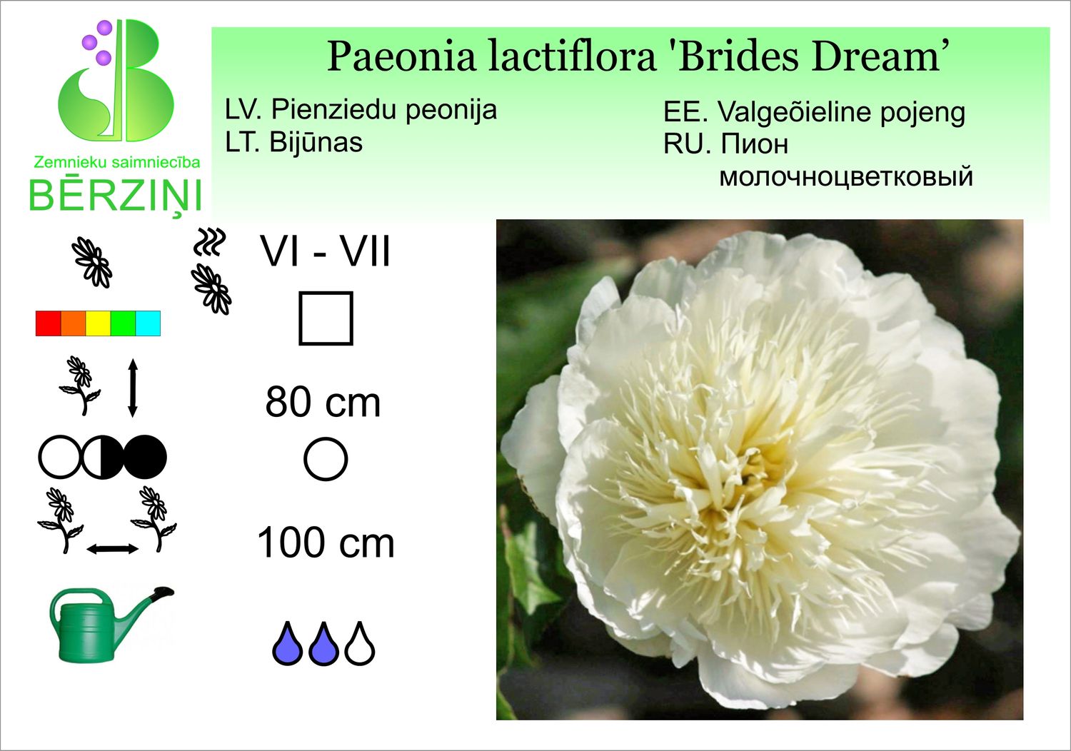 Paeonia lactiflora 'Brides Dream', peonija pienziedu