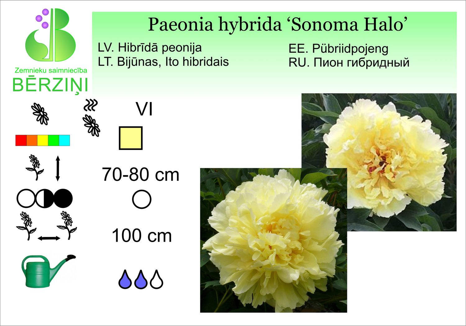 Paeonia hybrida 'Sonoma Halo', peonija hibrīdā
