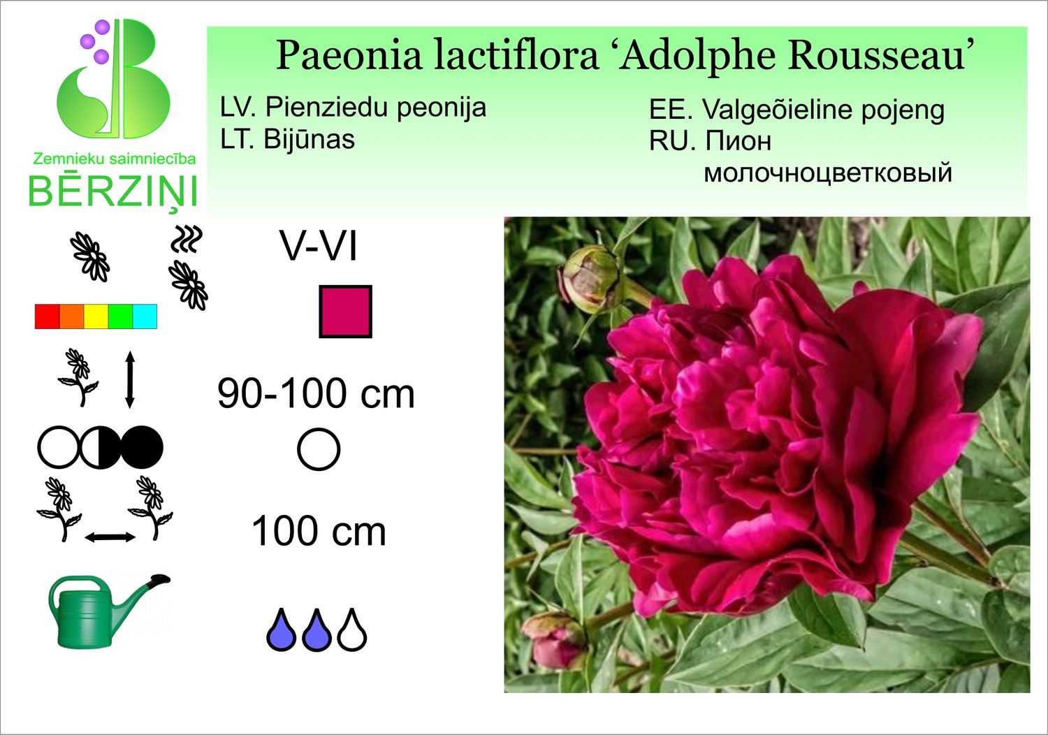 Paeonia lactiflora 'Adolphe Rousseau', peonija pienziedu