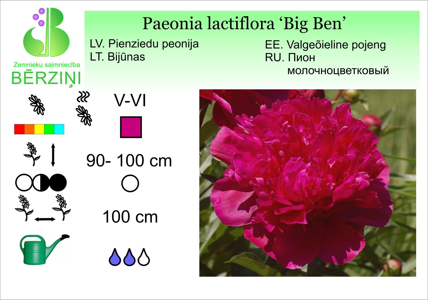 Paeonia lactiflora 'Big Ben', peonija pienziedu