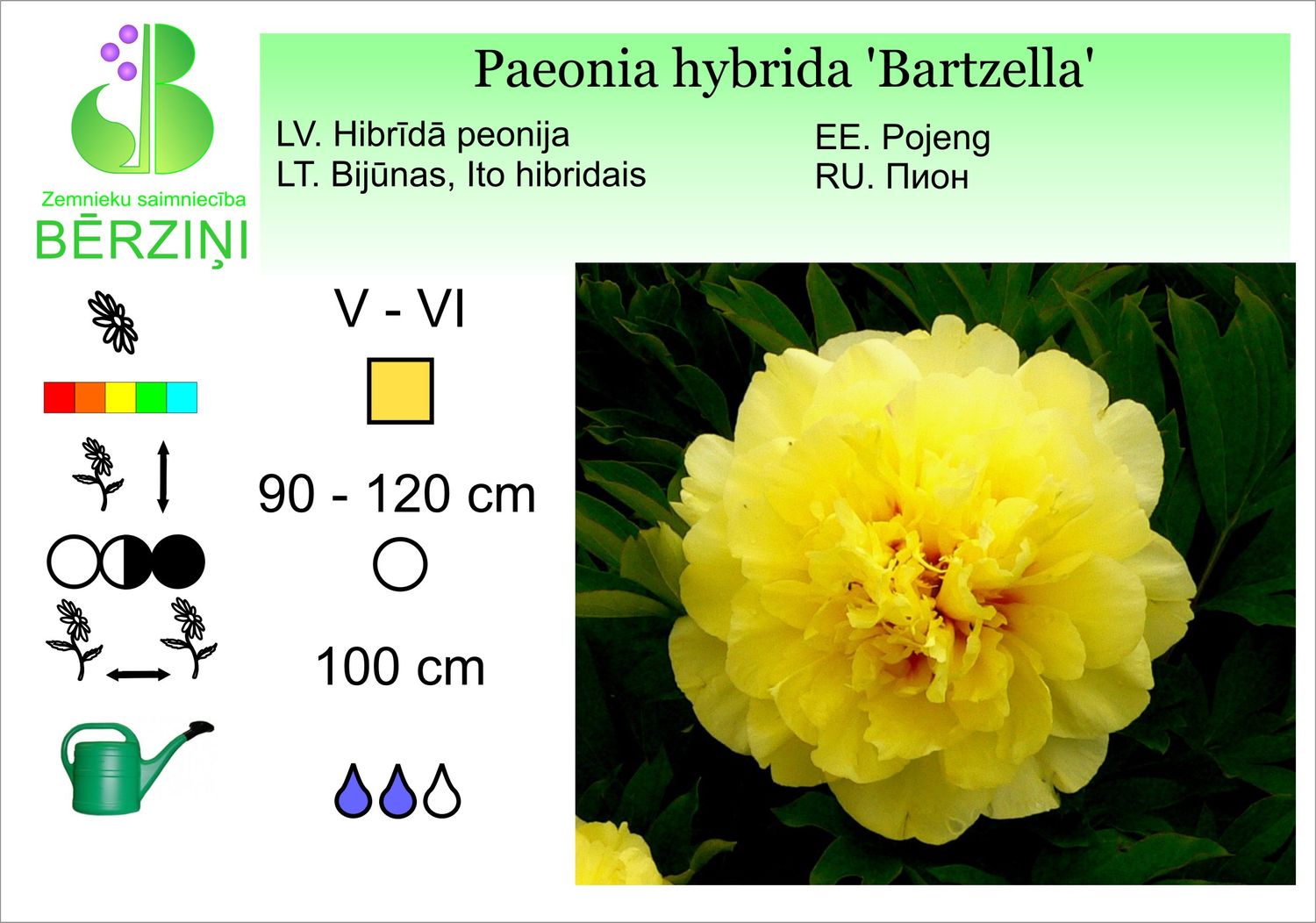 Paeonia hybrida 'Bartzella', peonija hibrīdā