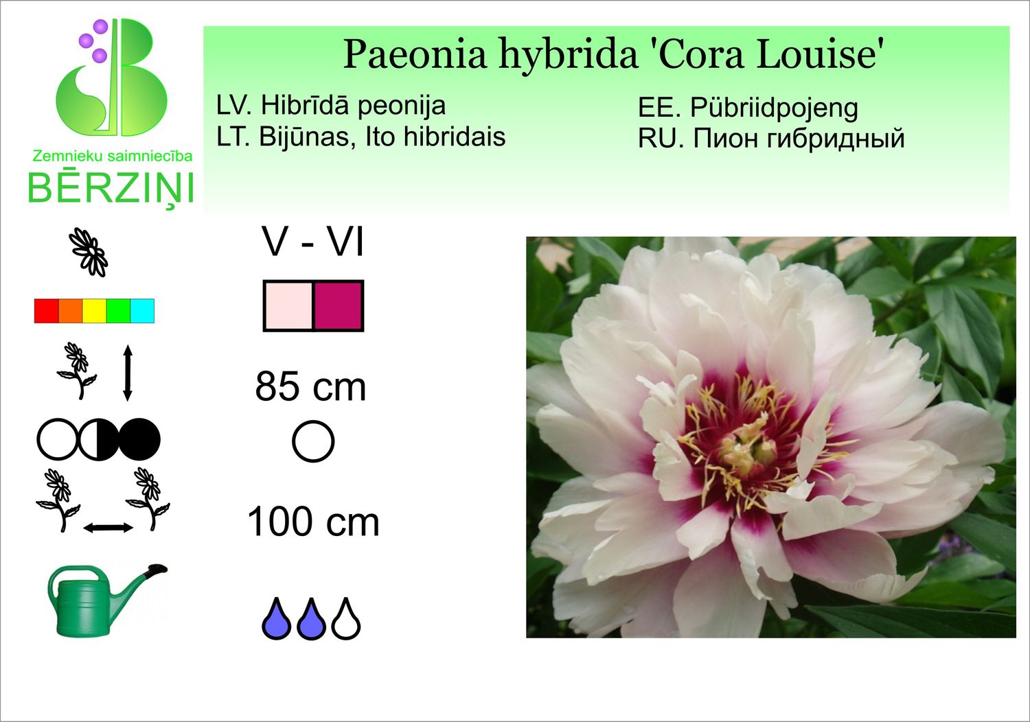 Paeonia hybrida 'Cora Louise', peonija hibrīdā