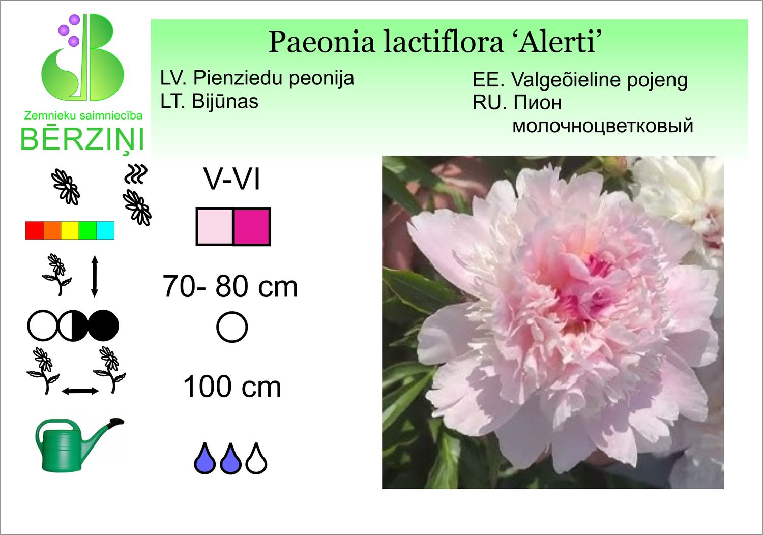 Paeonia lactiflora 'Alerti', peonija pienziedu