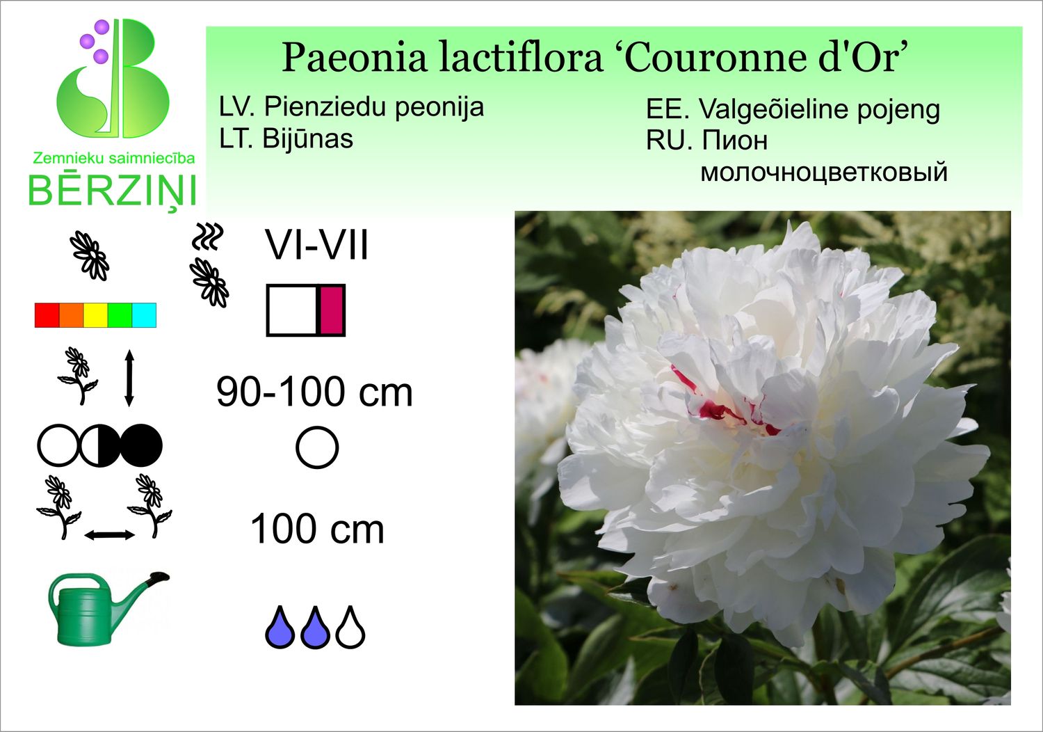 Paeonia lactiflora 'Couronne d'Or', peonija pienziedu
