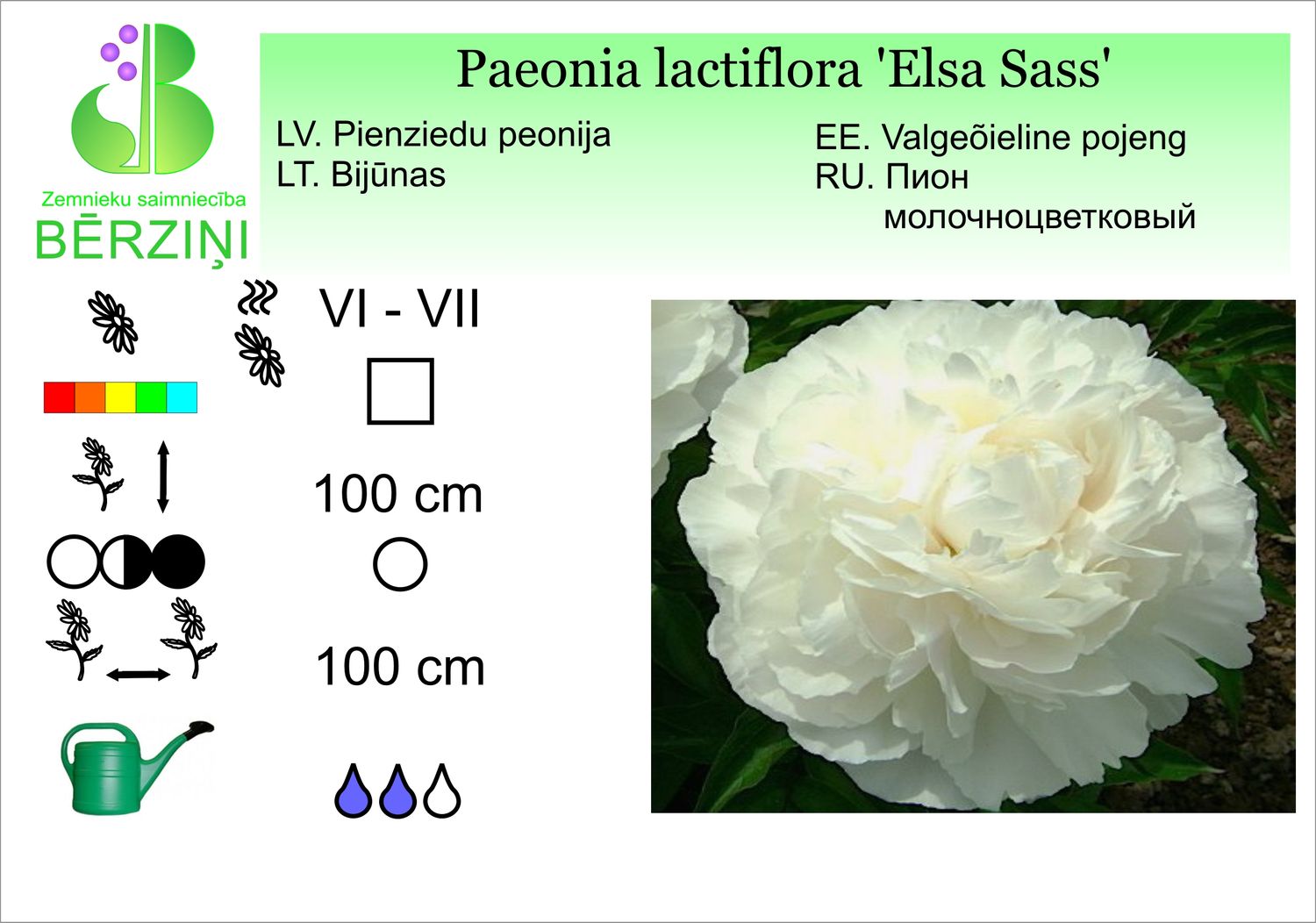 Paeonia lactiflora 'Elsa Sass', peonija pienziedu